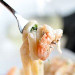 Fettuccine noodles in a cream sauce twirled around a fork with a pink shrimp on the end of the fork